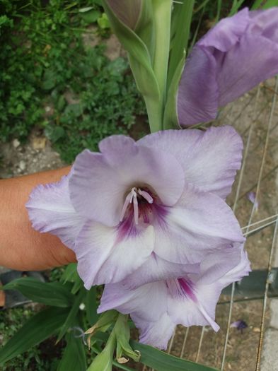 20160802_101038 - Colectia de gladiole 2016