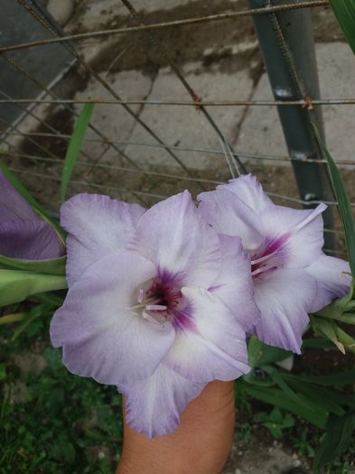 20160802_101027 - Colectia de gladiole 2016