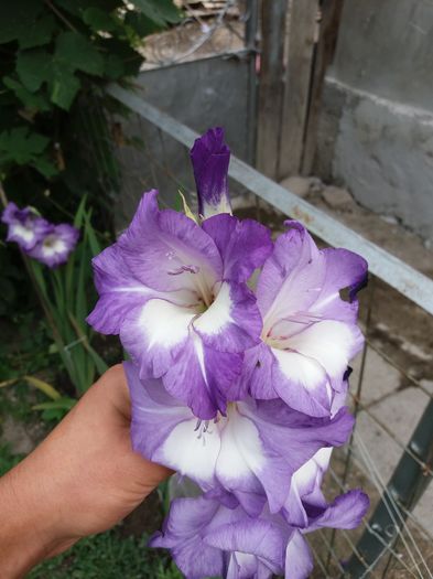 20160802_100929 - Colectia de gladiole 2016