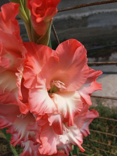 20160802_100717 - Colectia de gladiole 2016