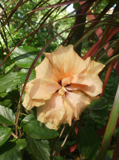  - Plante ghiveci
