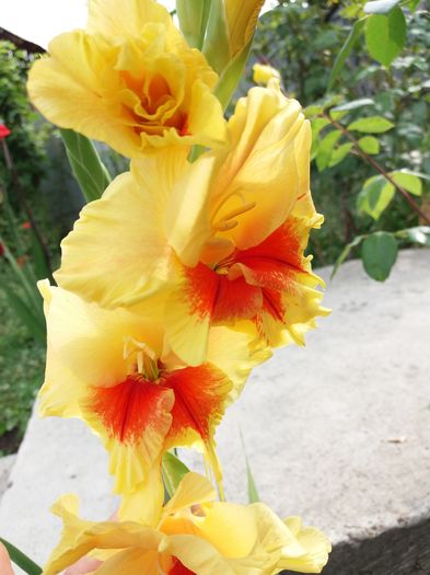 20160802_100350 - Colectia de gladiole 2016