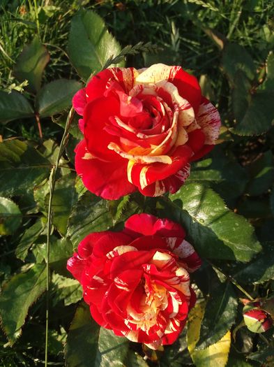 20160728_075134 - Broceliande