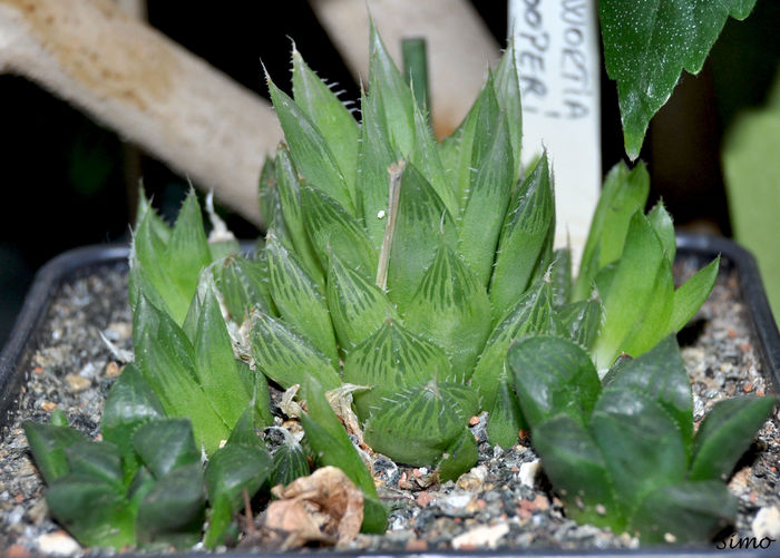 Haworthia cooperi - Cactusi si suculente