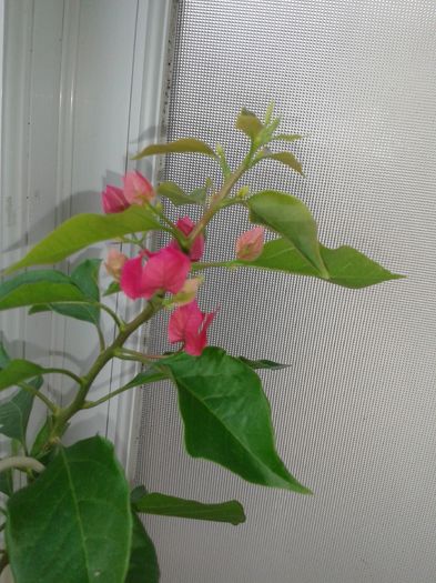 20160802_090505 - VARA SUFLETULUI MEU