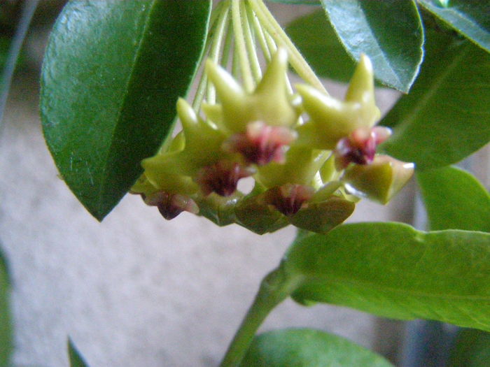 Densifolia - Hoya - infloriri