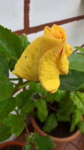 WP_20160802_13_14_40_Pro - Hibiscus My Way