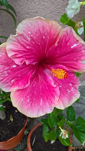 WP_20160803_08_25_40_Pro - Hibiscus Lily Torbert