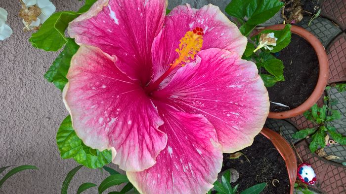 WP_20160803_08_25_35_Pro - Hibiscus Lily Torbert