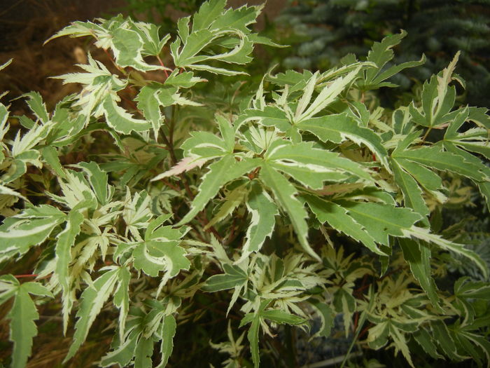 Acer palmatum Butterfly (2016, June 20) Acer palmatum Butterfly (2016, June 20)