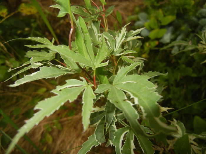 Acer palmatum Butterfly (2016, June 20)