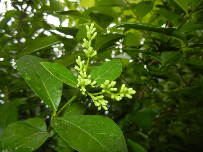 Ligustrum vulgare (2016, May 27) - LIGUSTRUM Vulgare_Wild Privet