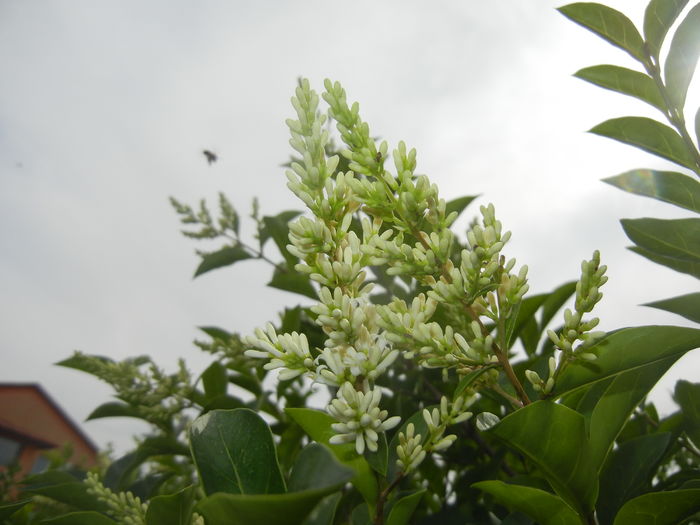 Ligustrum vulgare (2016, June 12) - LIGUSTRUM Vulgare_Wild Privet