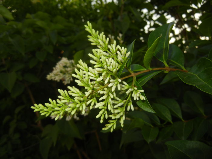 Ligustrum vulgare (2016, June 18)