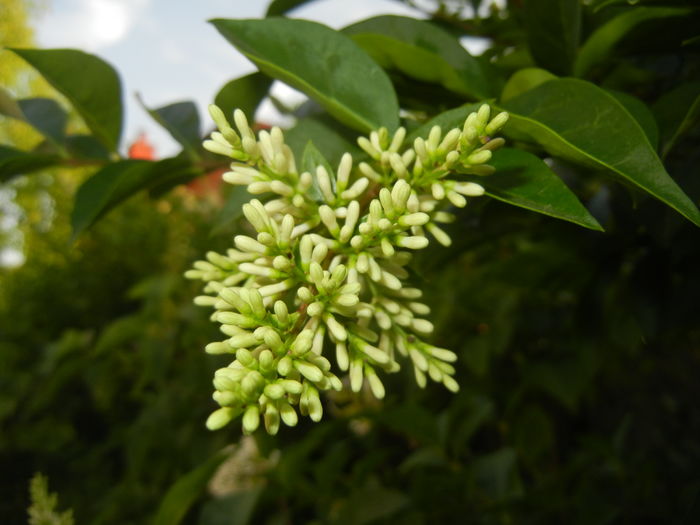 Ligustrum vulgare (2016, June 18)