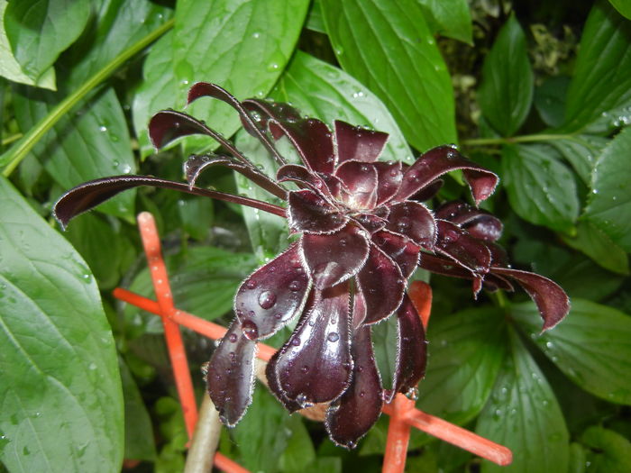 Aeonium Schwarzkopf (2016, May 27)