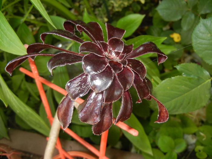 Aeonium Schwarzkopf (2016, Jun.02)