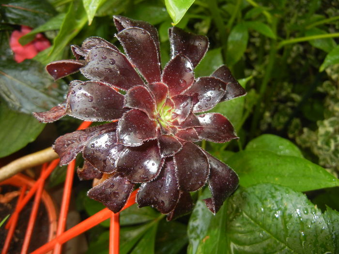 Aeonium Schwarzkopf (2016, Jun.17)