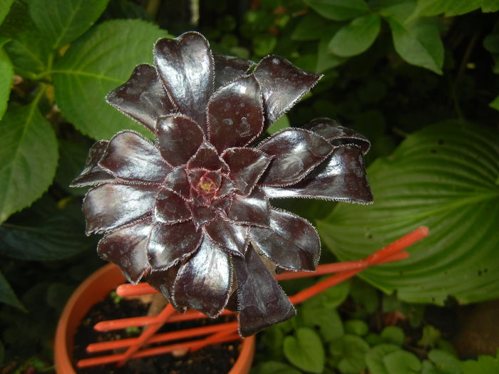 Aeonium Schwarzkopf (2016, Jul.03) - Aeonium Zwartkop