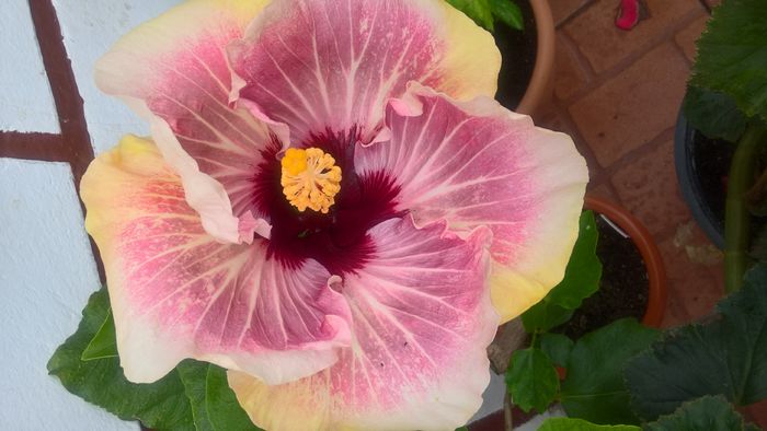 WP_20160803_09_41_08_Pro - Hibiscus My Way