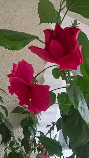 WP_20160803_09_31_29_Pro - Hibiscus Classic Rosa
