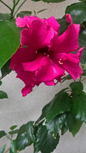 WP_20160803_09_31_19_Pro - Hibiscus Classic Rosa