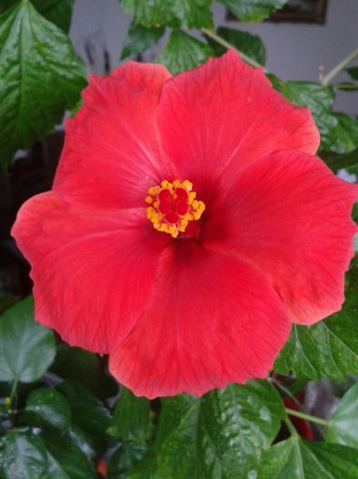 20160803_093001 - Hibiscus