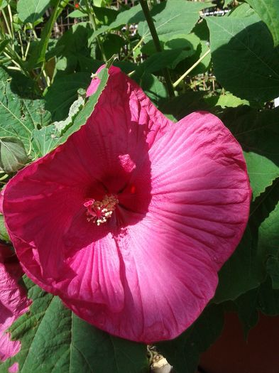 20160803_111036