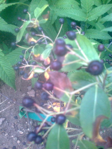 Aronia "Amit",29.08.2016 - Gradina mea