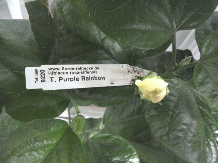 WIN_20160803_104955 - Tahitian Purple Rainbow