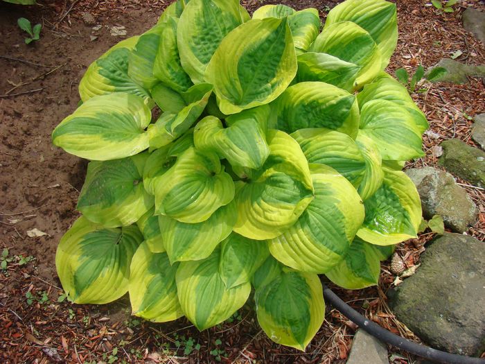 Summer breeze - Hosta_achizitii