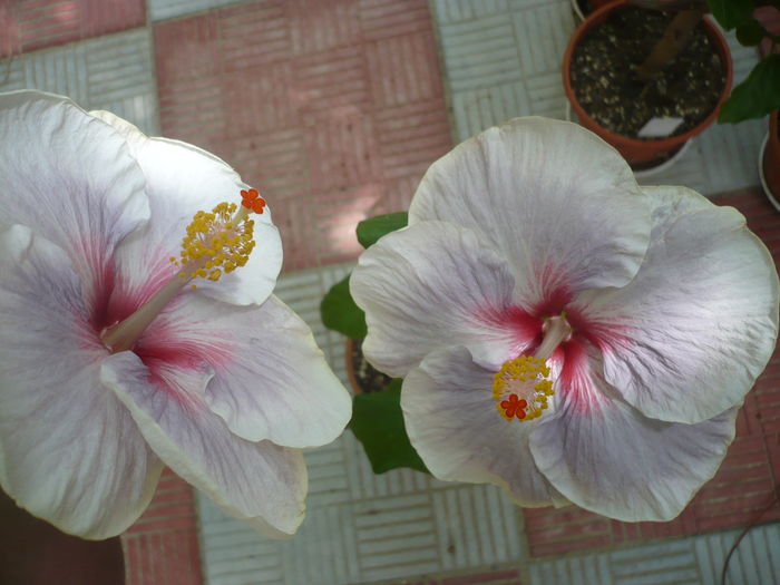 P1280730 - HIBISCUSI 2016-4