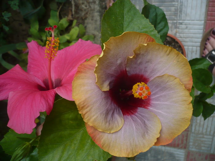 P1280742 - HIBISCUSI 2016-4