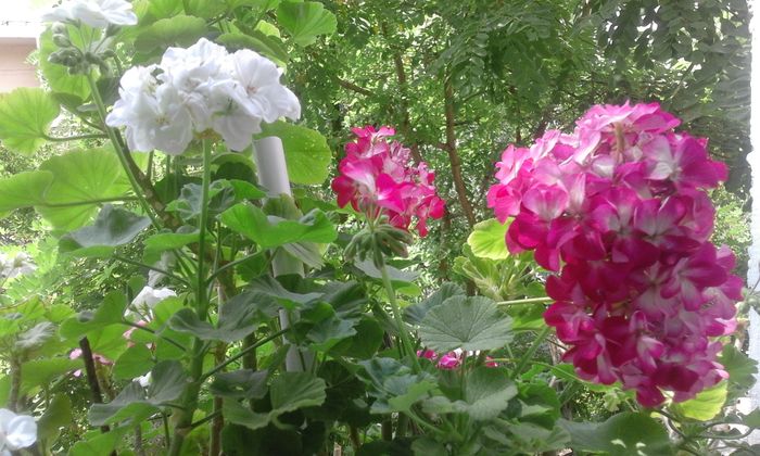 20160803_125731 - Flori 2016