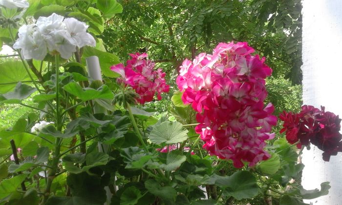 20160803_125855 - Flori 2016