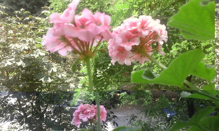 20160803_130002 - Flori 2016