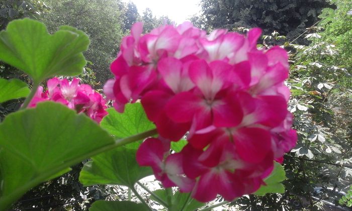 20160803_130027 - Flori 2016