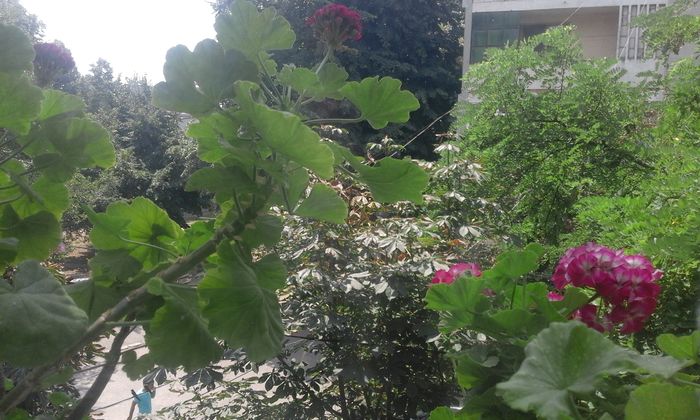 20160803_130205 - Flori 2016