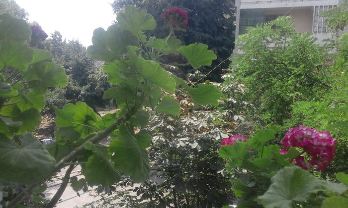 20160803_130212 - Flori 2016