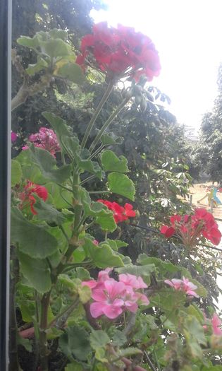 20160803_130333 - Flori 2016