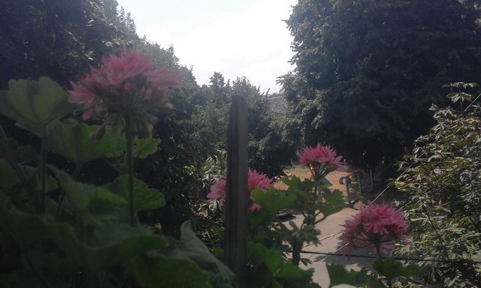 20160803_130437 - Flori 2016