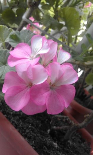 20160803_130928 - Flori 2016