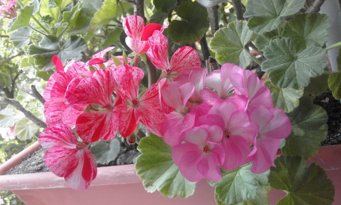 20160803_131003 - Flori 2016