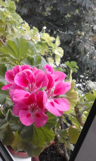 20160803_133124 - Flori 2016