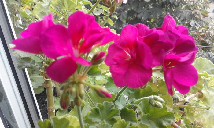 20160803_133232 - Flori 2016