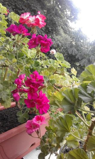 20160803_133317 - Flori 2016