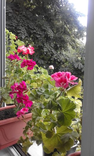 20160803_133329 - Flori 2016