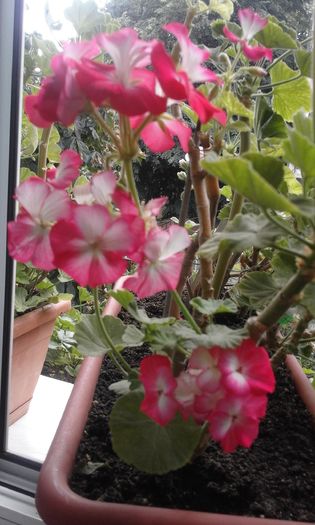 20160803_133446 - Flori 2016