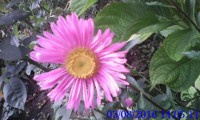 IMG_20160803_140511