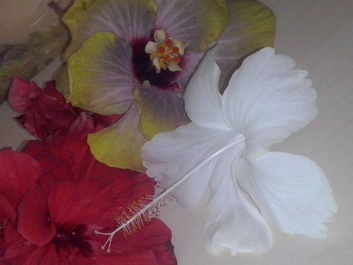 CAM00058 - Hibiscusi